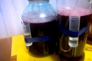 Как сделать надежный гидрозатвор для браги своими руками Как сделать гидрозатвор вина из капельницы
