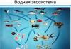 Как соотносятся понятия биогеоценоз и экосистема